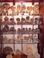 Museen mit Fossilien