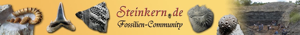 Steinkern_Banner